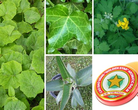 Vaistinių augalų nuotraukos: bruknė, ugniažolė, ramunėlė, puplaiškis