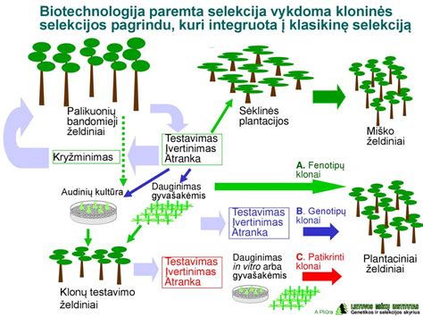 Raugo auginimo schema