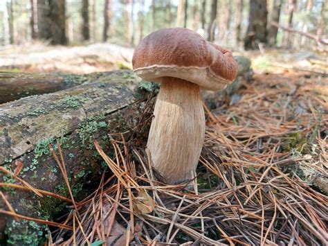 Miškas, kuriame auga lenkiški baravykai