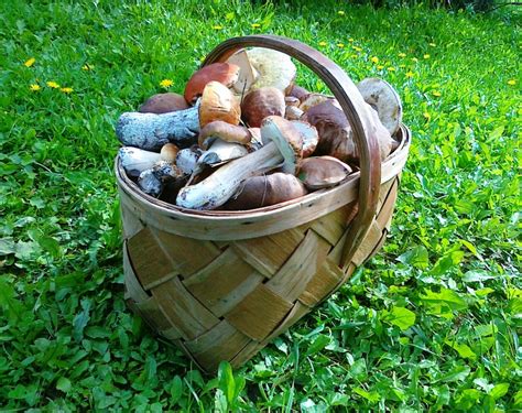 Simbolis, rodantis naudingas ir žalingas grybų savybes