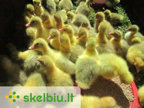 išsiritę žąsiukai brooderyje