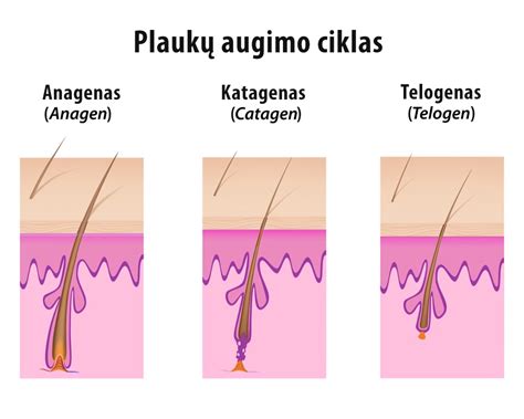 Plaukų augimo ciklo fazės