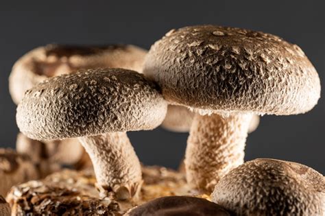 Vitaminas D ir shiitake grybai