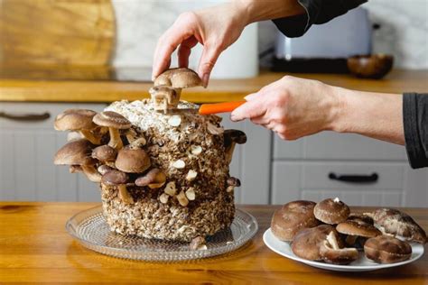 Džiovintų shiitake grybų laikymas