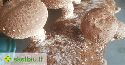 Shiitake grybų pjaustymas