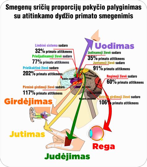Uogų pyragų tipų palyginimas infografikoje