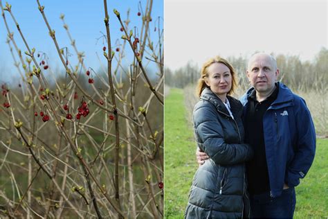 Putino krūmas sode su sunokusiais vaisiais