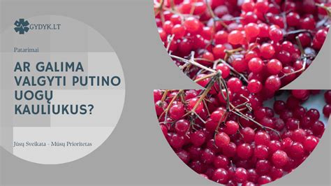 Šviežiai surinktos putino uogos krepšelyje