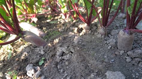 Burokėlių laikymo sąlygos