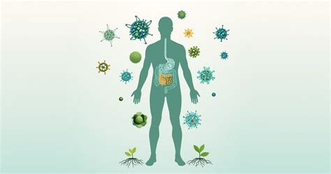 Mėsos plovimo procesas ir galimos bakterijos