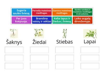 Prieskonių rūšys pagal augalo dalis infografika