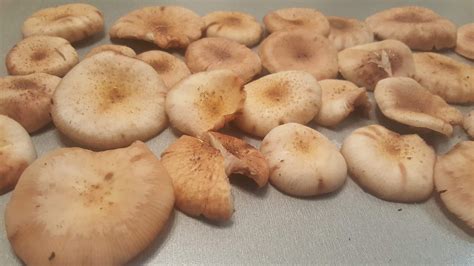 Verdantys grybai puode
