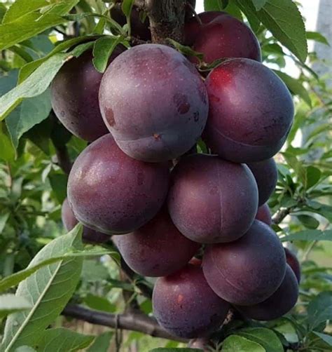 Šviežios slyvos ir grietinės ingredientai pyragui