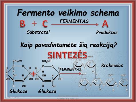 Seilių fermentų amilazės veikimo schema skaidant krakmolą
