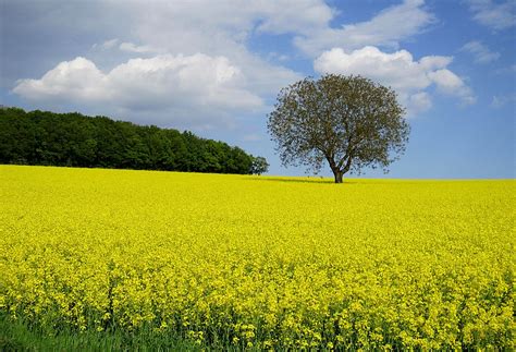 Rapsų laukas saulėlydžio metu