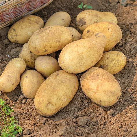 Įvairių bulvių rūšių palyginimas kugelio gamybai