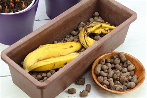 Bananų žievės naudojimas sode