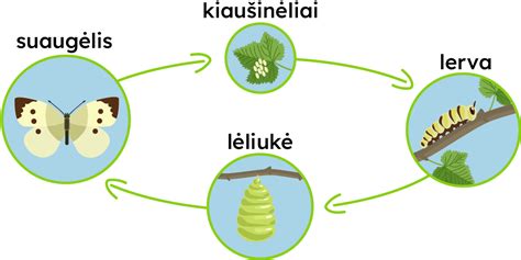 Ananaso vystymosi etapai