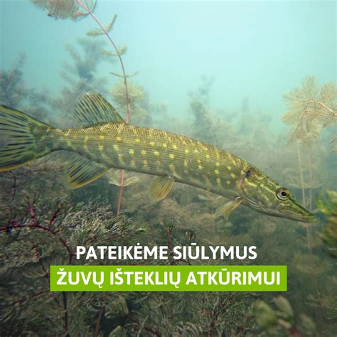 Žuvų jaukinimas
