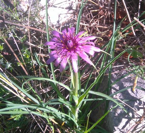 Baziliko augalo nuotrauka su lapais ir žiedais