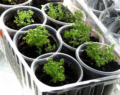 Baziliko sėklų sėjos procesas