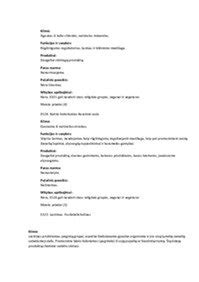 Įvairios sudedamosios dalys tradicinei šiupininei sriubai