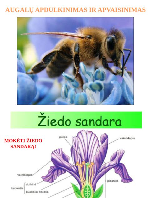 Duonmedžio žydėjimas ir apdulkinimas
