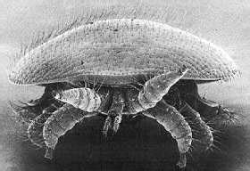 Varroa erkės ant bitės iliustracija