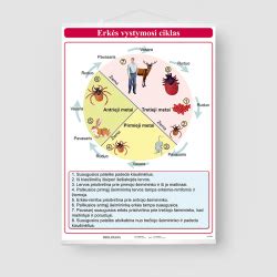 Erkės vystymosi ciklo schema