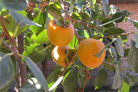 Oranžiniai persimonų vaisiai ant šakos