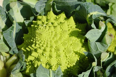 Romanesco žiedinis kopūstas