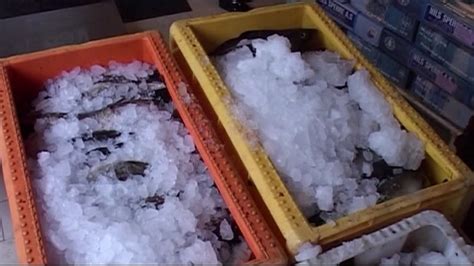 šviežia menkė ant ledo