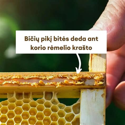 Bičių duonelės sudėties infografika