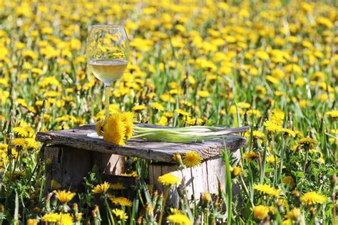 Žydintys pienių laukai - pienių vyno ingredientų šaltinis