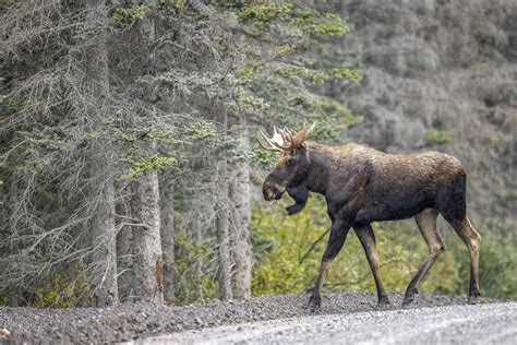 Laukiniai gyvūnai Krugerio nacionaliniame parke