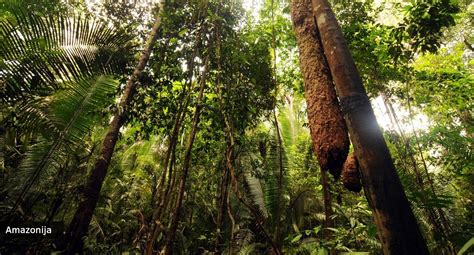 Amazonės upės panorama