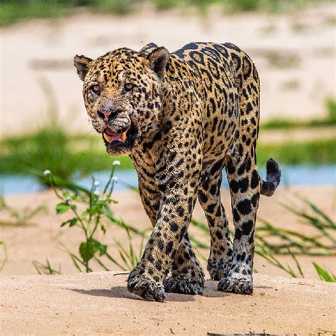 Jaguaras džiunglėse
