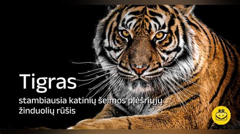 Kaspijos tigras (iliustracija)