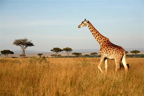 Afrikos antilopės savanoje