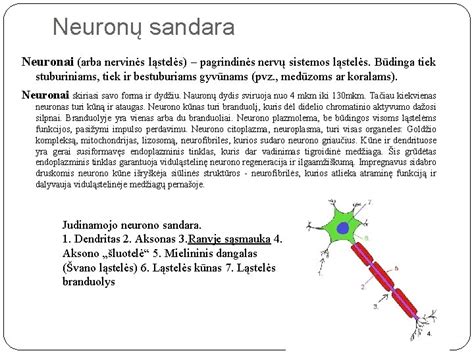 Kiaušinio sandara ir pagrindinės dalys