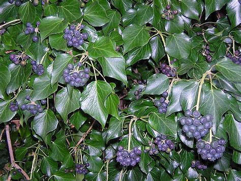 Paprastoji gebenė (Hedera helix), dengianti namo sieną