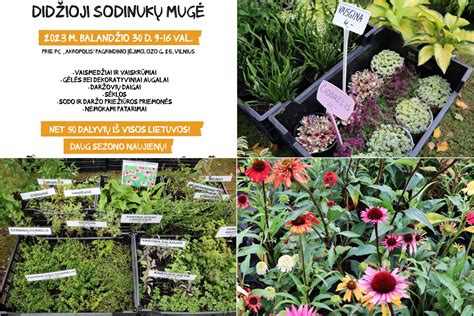 Kolekcija įvairių visžalių augalų sodinukų vazonėliuose