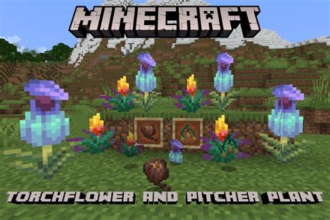 Minecraft Torchflower ir Pitcher Plant auginimas