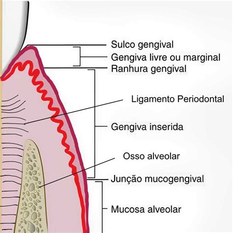 periodonto ligų schema