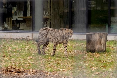 Skånes Djurpark zoologijos sodo gyvūnai
