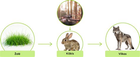 Pietų Afrikos ekosistemos maisto grandinės iliustracija