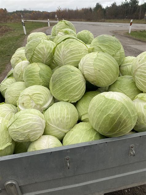 Sandėliuojami kopūstai