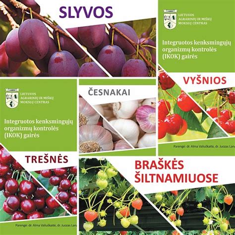 Šviežios silkės pasirinkimo gairės
