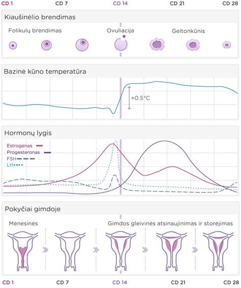 NuvaRing hormonų veikimo schema moters organizme