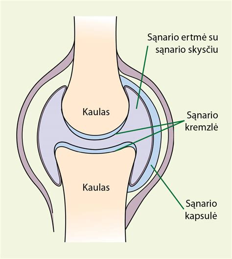 Alkūnės sąnario sandara ir bursos vieta